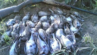 وزارة الزراعة تمنع الصيد البري