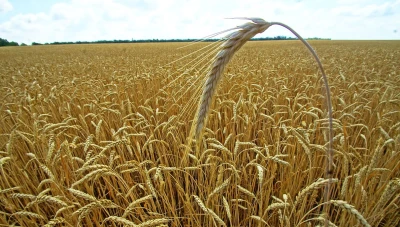 مؤسسة الحبوب تعلن عن بدء استلام محصول القمح