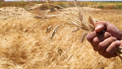 تراجع كبير بأسعار القمح