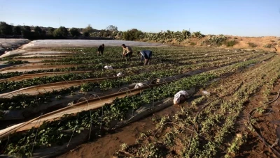 البدء بصرف تعويضات الأضرار الزراعية