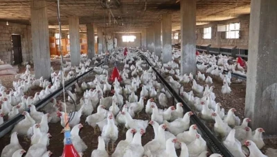 دعوات صناعية في سوريا لتخفيض كلفة إنتاج الفروج