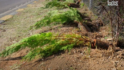 وزارة الزراعة تطلق «غرسة وطن» على طريق مطار دمشق الدولي