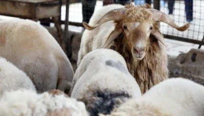 انباء تراجع أسعار اللحوم الحمراء بعد قرار تصدير الأغنام