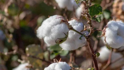 خطط حكومية لزيادة إنتاج القطن في سوريا