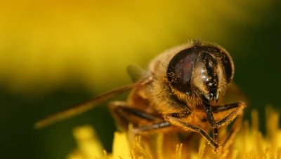 فوائد قرصة النحلة وأسرارها الطبية التي يجهلها الكثيرون