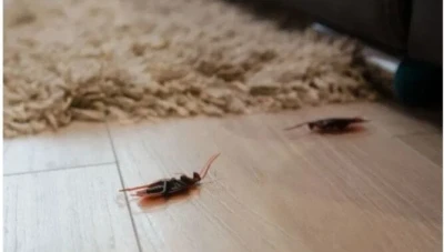 تفسير رؤية الحشرات في المنزل.. دلالات مقلقة تكشف حالتك النفسية والطاقات السلبية حولك