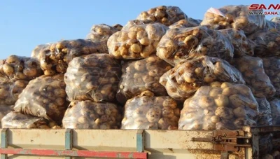 استجرار الحمضيات وتأمين البطاطا بأسعار منافسة: جهود مؤسسة السورية للتجارة في خدمة المواطنين