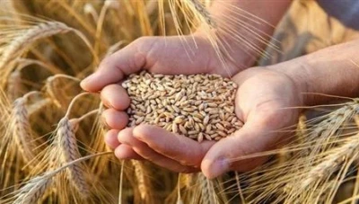 سوريا تتسلّم أول دفعة قمح من العراق عبر معبر البوكمال لتلبية احتياجات المحافظات