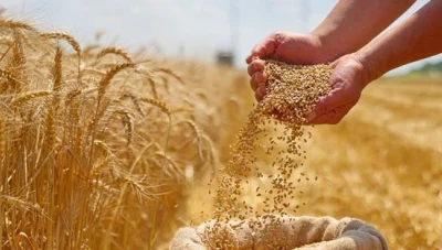 سوريا تطرح مناقصة دولية لشراء 100 ألف طن من قمح الطحين: تفاصيل وشروط المناقصة