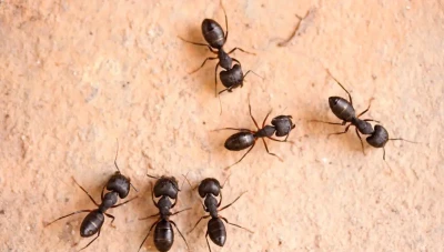 تفسير رؤية مشاهدة النمل في المنام