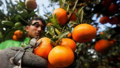 الحمضيات في الساحل السوري: بيع بأقل من تكلفة الإنتاج يـهـدد الموسم الزراعي