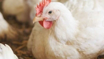 توضيح صحي رسمي بشأن التعامل الآمن مع الدواجن