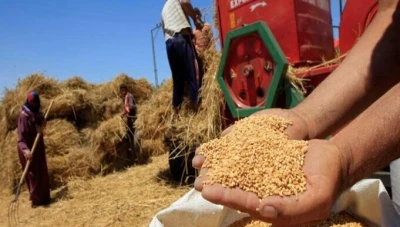 الحكومة السورية تسعى لتمويل استيراد القمح من جيوب السوريين