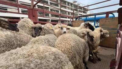 أسعار أضاحي 2026 في سوريا والدول العربية.. ارتفاع مستمر مع اقتراب العيد