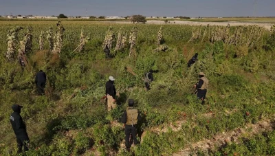 وزارة الداخلية السورية تضبط مزرعة كبيرة للقـ.ـنب والحـ.ـشيش
