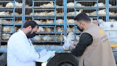 بدء إدخال شحنات الدجاج الحي إلى الأسواق المحلية