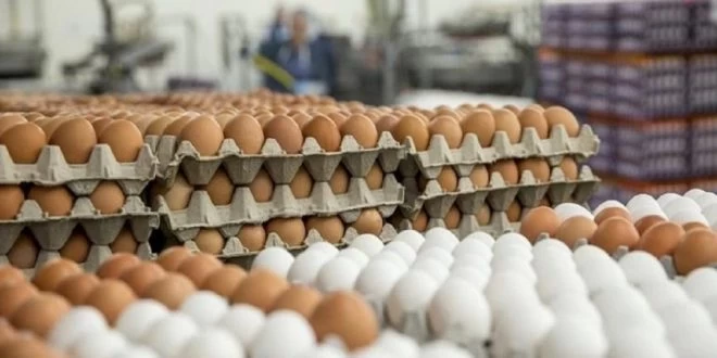 أسباب ارتفاع أسعار البيض والفروج