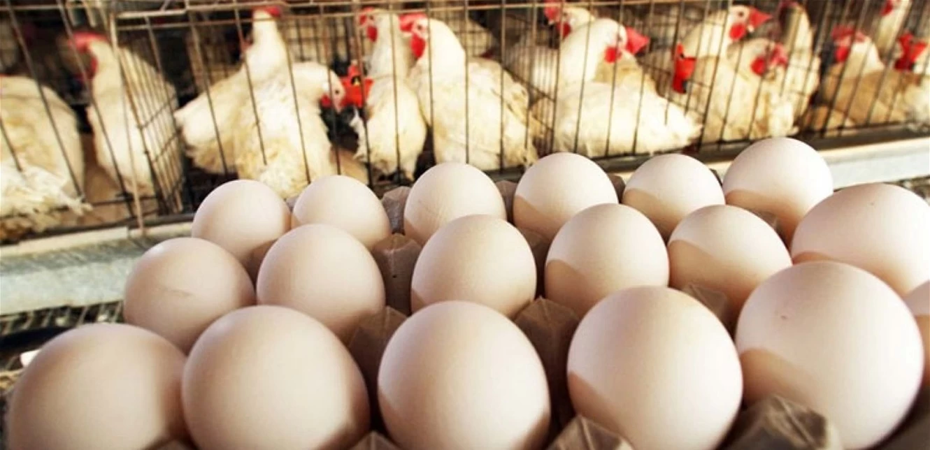 المؤسسة العامة للدواجن تصرح سعر البيضة سيصل إلى ألف ليرة