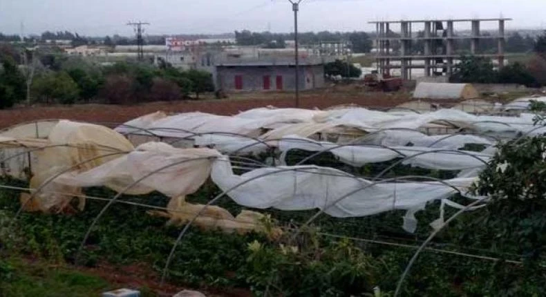 تضـرر عدة محاصيل زراعية بسبب العاصفة المطرية التي ضـربـت الساحل السوري