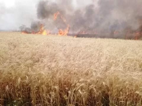 حريق كبير في محصول القمح بسوريا (صور)