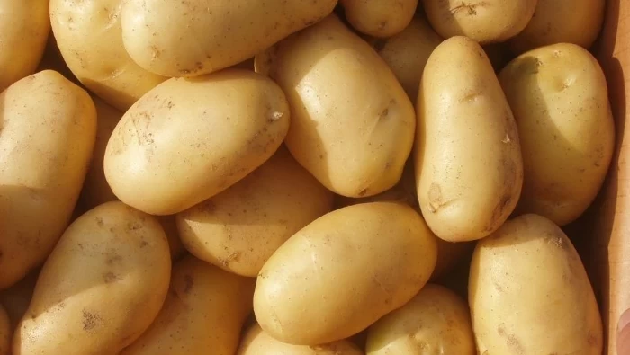 لجنة سوق الهال بدمشق: احتمال ارتفاع سعر البطاطا خلال أيام