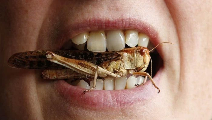 دراسة: أكل الحشرات يقي من أمراض السرطان