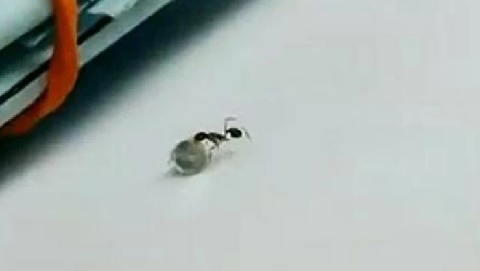 (شاهد) نملة تسرق قطعة ألماس من محل مجوهرات وتهرب بطريقة طريفة