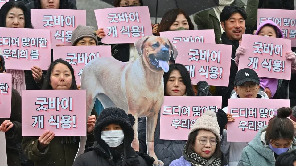 رسمياً كوريا الجنوبية تمنع تجارة لحوم الكلاب