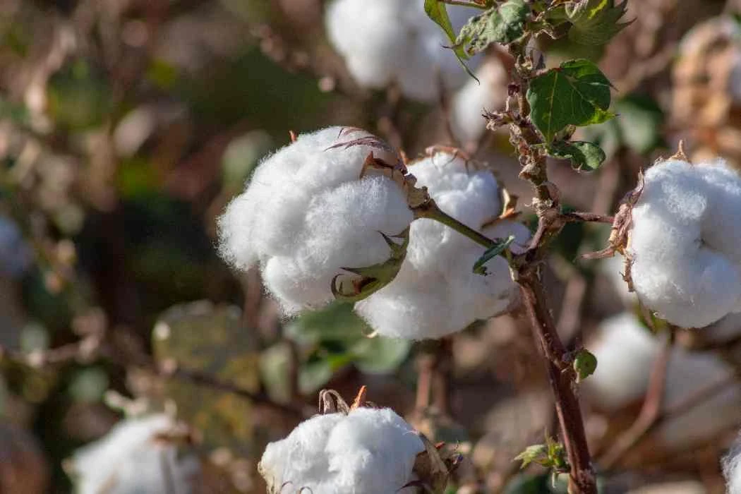 خطط حكومية لزيادة إنتاج القطن في سوريا