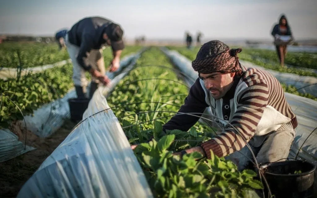 رجل أعمال تركي يشدد على دور اللاجئين السوريين كعمود أساسي في القطاع الزراعي وحيودهم يشكل خطرًا كارثيًا