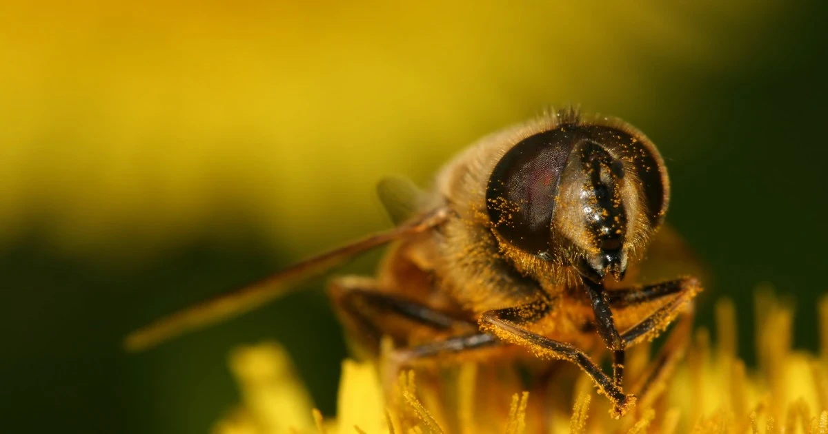 فوائد قرصة النحلة وأسرارها الطبية التي يجهلها الكثيرون
