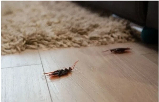 تفسير رؤية الحشرات في المنزل.. دلالات مقلقة تكشف حالتك النفسية والطاقات السلبية حولك