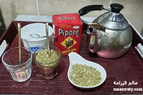 زياد غصن يخاطب حكومة المتة