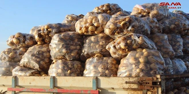 استجرار الحمضيات وتأمين البطاطا بأسعار منافسة: جهود مؤسسة السورية للتجارة في خدمة المواطنين