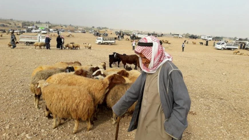 أزمة الأعلاف تكشف عمق تراجع الإنتاج الحيواني في سوريا