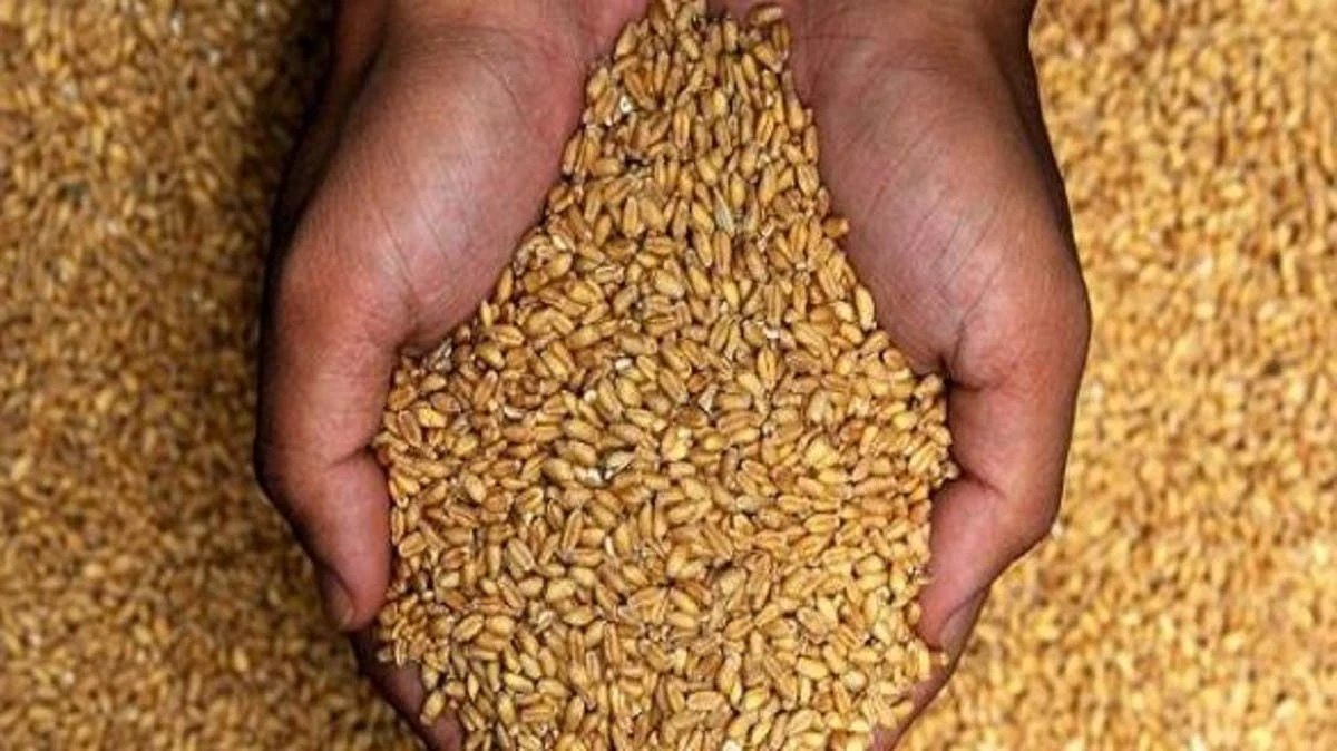 مناقصة سورية لشراء 200 ألف طن قمح لمواجهة نقص الإمدادات