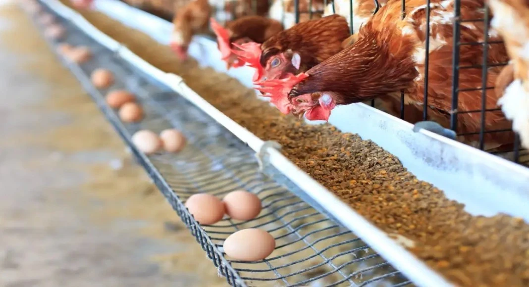 ارتفاع تكاليف إنتاج الدواجن في سوريا بأكثر من 37% بعد تعديل أسعار الكهرباء