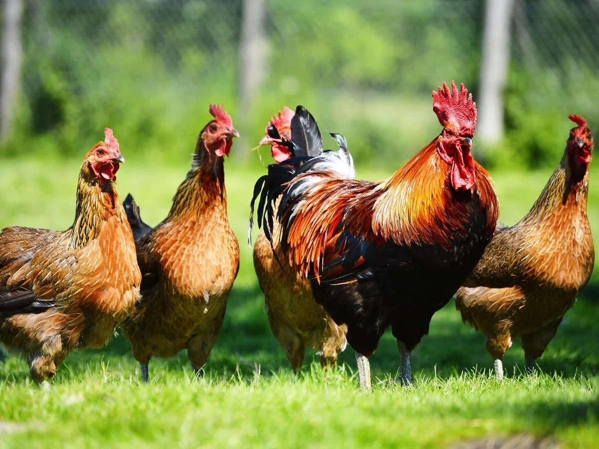 علماء يفتحون آفاقًا جديدة في فهم أصوات الدجاج