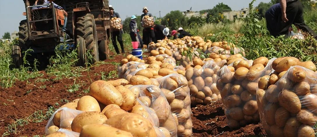 30 ألف طن من البطاطا المصرية ستصل إلى دمشق خلال 15 يومًا