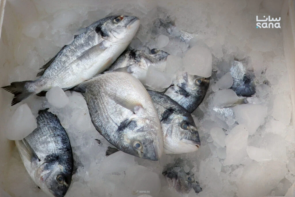 افتتاح سوق السمك في اللاذقية بعد إعادة تأهيله وتوفير أكثر من 2500 فرصة عمل