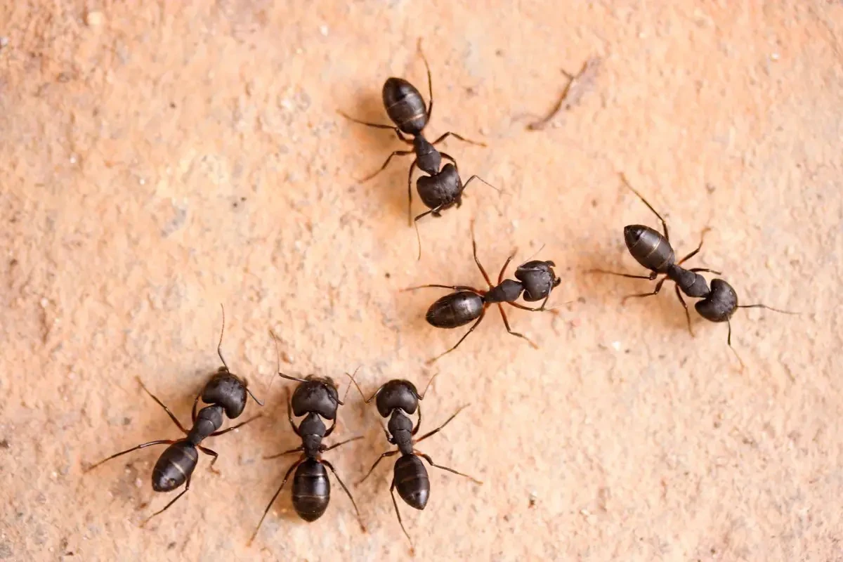 تفسير رؤية مشاهدة النمل في المنام