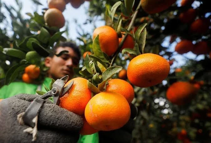 الحمضيات في الساحل السوري: بيع بأقل من تكلفة الإنتاج يـهـدد الموسم الزراعي