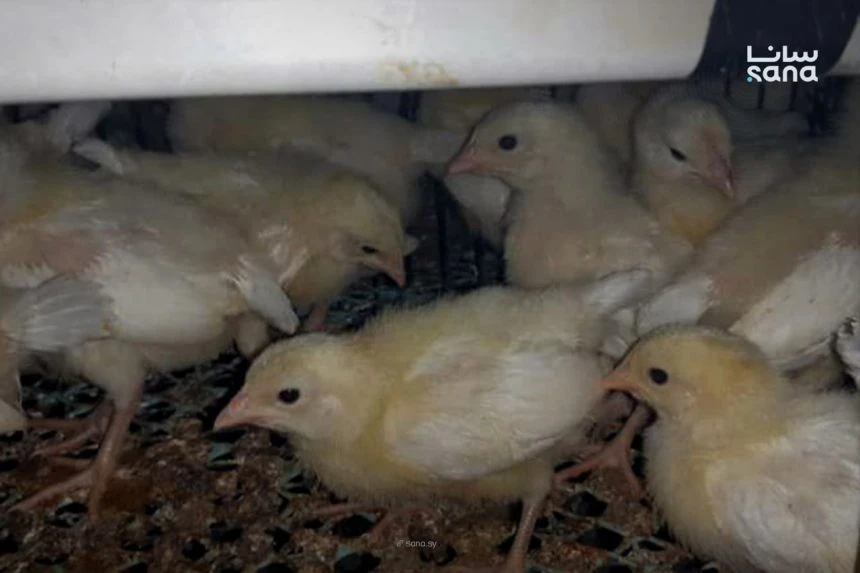 قرارات تنظّم الاستيراد خلال شهر آذار ورمضان