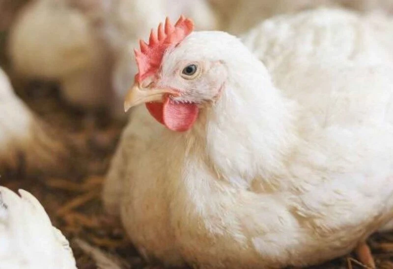 توضيح صحي رسمي بشأن التعامل الآمن مع الدواجن