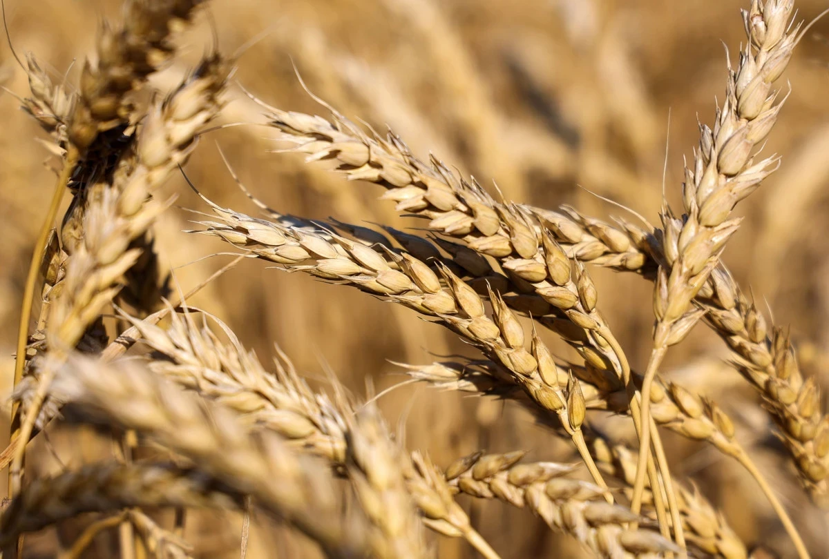 تحديد مراكز استلام محصولي القمح والشعير