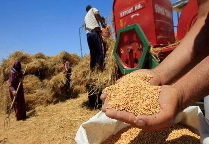 الحكومة السورية تسعى لتمويل استيراد القمح من جيوب السوريين