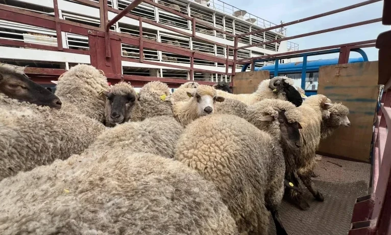 أسعار أضاحي 2026 في سوريا والدول العربية.. ارتفاع مستمر مع اقتراب العيد