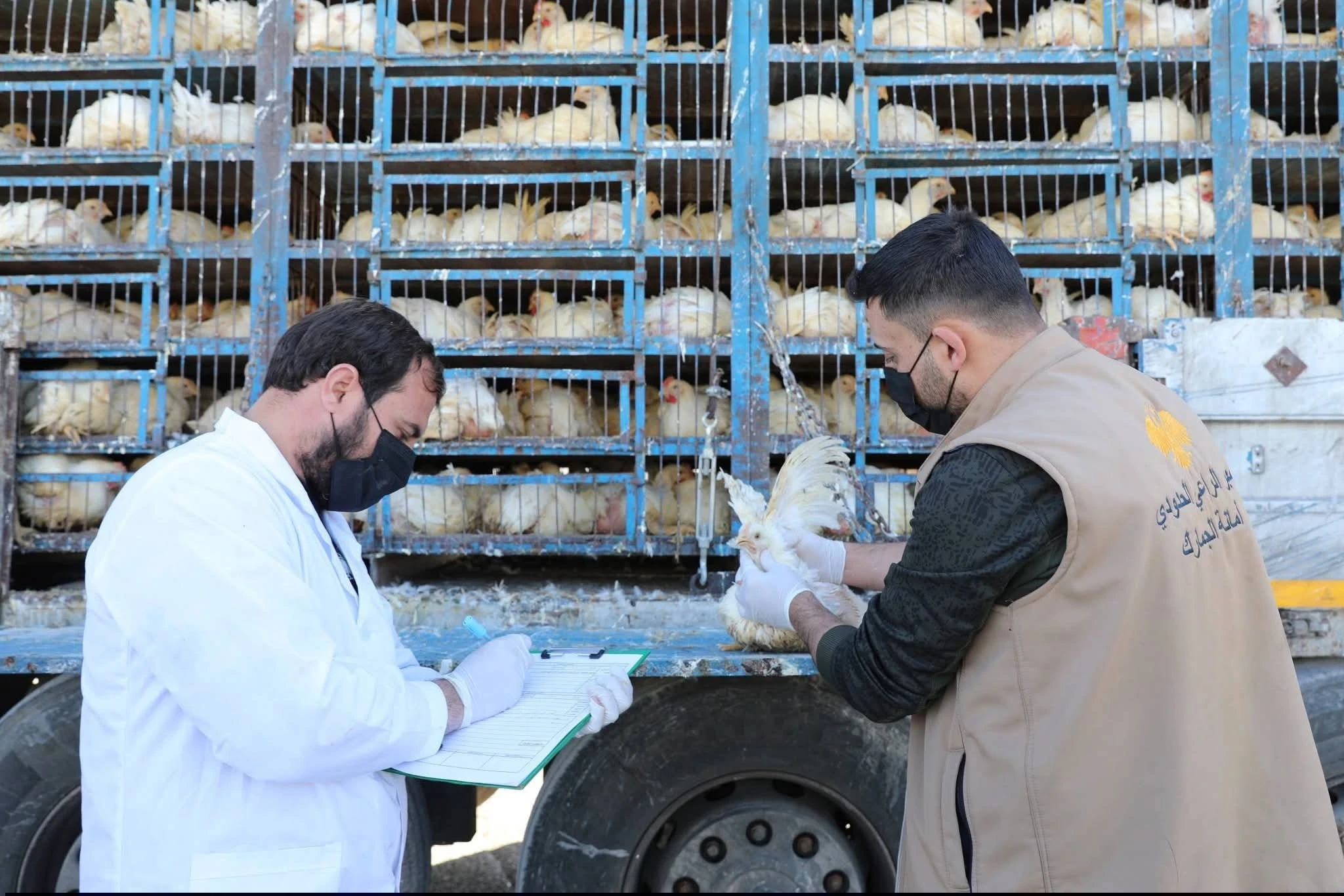 بدء إدخال شحنات الدجاج الحي إلى الأسواق المحلية