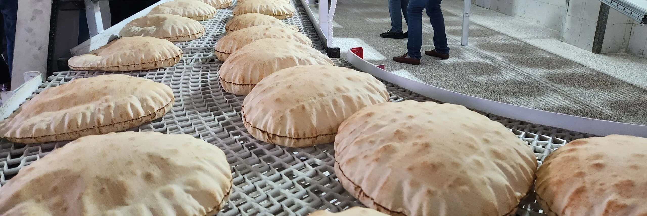 أرقام جديدة تكشف وفرة القمح وخطة لضبط جودة الخبز في سوريا