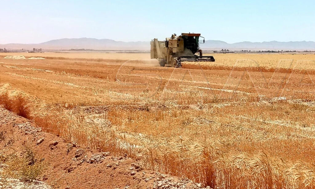 مدير الزراعة يبشر المواطنين بموسم الخيرات